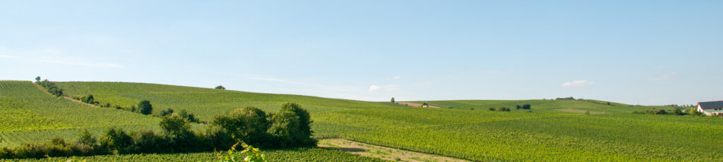 Weinberge Bodenheim