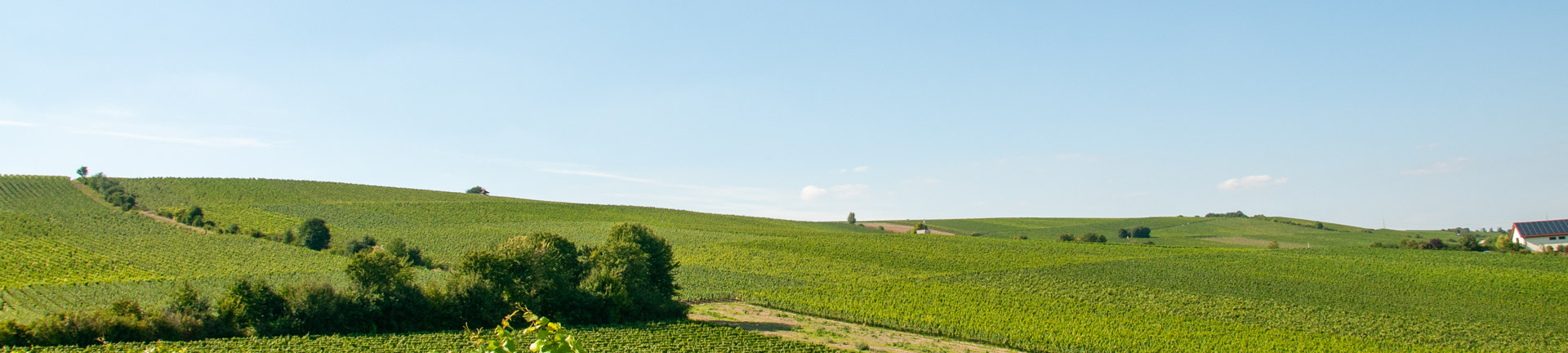 Weinberge Bodenheim